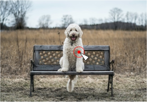 Dog on a bench with mouse pointer clicking the dog
