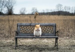 Hamster on a bench