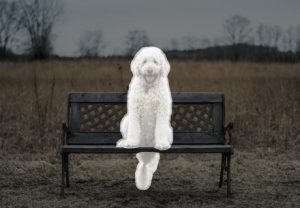 Dog on a bench highlighted