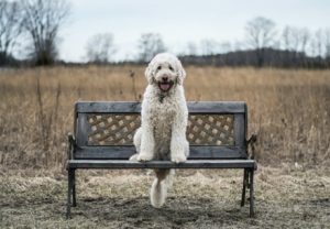 Dog on a bench