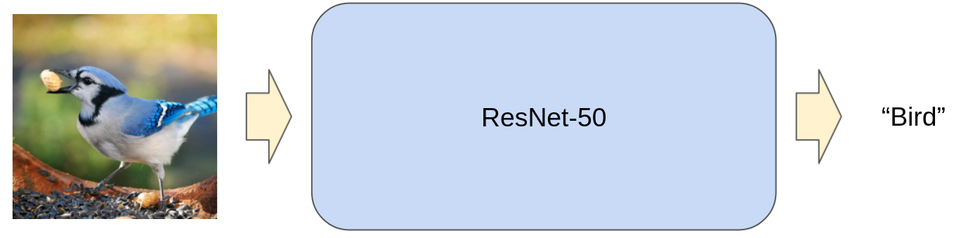 CResNet-50 takes an image of a bird and transforms that into the abstract concept 'bird'